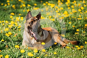 Malinois Belgian Shepherd Dog Resting In Green Grass