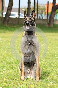 Malinois Belgian Shepherd dog in seated sitting at the watchful eye and waiting for orders