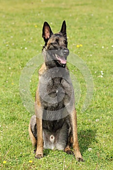 Malinois Belgian Shepherd dog in seated sitting at the watchful eye and waiting for orders