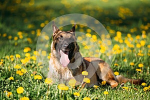 Malinois Belgian Shepherd Dog Sitting In Green Grass