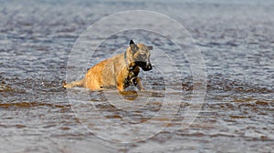 Malinois Belgian Shepherd dog is sitting in water, side view