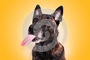 Malinois belgian shepherd dog sticks out tongue