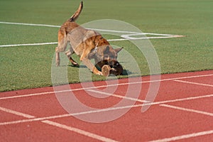 Malinois Belgian Shepherd meets  standards for service dogs