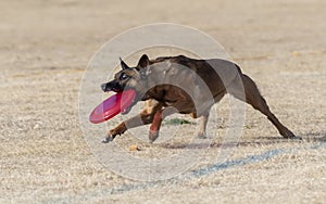 Malinois catching a bright colored disc at the park