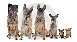 malinois and chihuahuas in studio