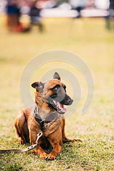 Malinois Dog Sit Outdoors In Grass. Belgian Sheepdog Are Active,