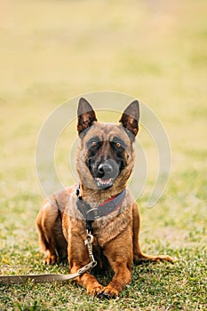 Malinois Dog Sit Outdoors In Grass. Belgian Sheepdog, Shepherd,