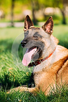 Malinois Dog Sit Outdoors In Green Grass