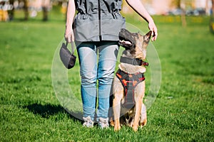 Malinois Dog Sit Outdoors In Green Grass