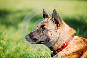 Malinois Dog Sit Outdoors In Green Grass