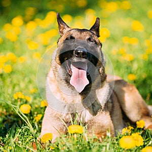 Malinois Dog Sit Outdoors In Green Grass