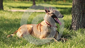 Malinois dog sit outdoors in green spring grass and resting breathing training.