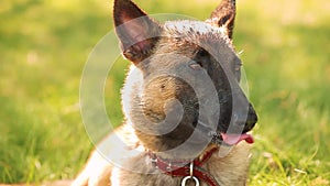 Malinois Dog Sit Outdoors In Green Spring Grass And Resting Breathing Training. Well-raised And Trained Belgian Malinois