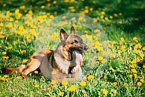 Malinois Dog Sitting Outdoors In Green Spring Meadow With Blooming Dandelion Flowers. Belgian Shepherd Dog Resting In