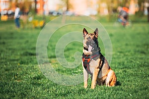 Malinois Dog Wears In Special Clothes Sitting Outdoors In Green Spring Meadow. Belgian Shepherd Dog Resting In Green