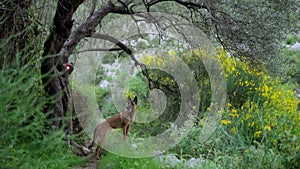 Malinois on Floral Path, A watchful Malinois patrols a flower-lined trail, amidst the new growth of spring