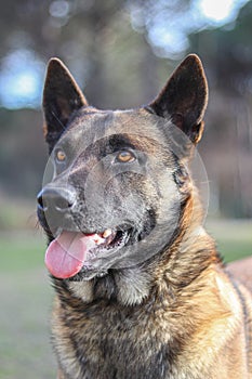 Malinois and male dog