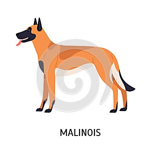 Malinois or Mechelse Herder. Cute funny purebred herding dog isolated on white background. Beautiful domestic animal or