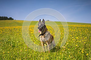 Malinois my nice dog