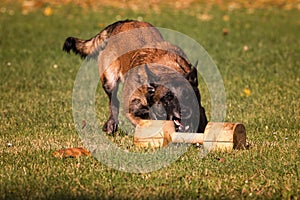 Malinois obedience work