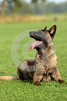 Malinois Obedient