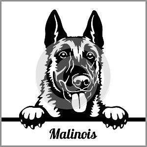 Malinois - Peeking Dogs - - breed face head isolated on white