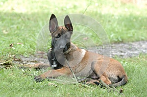 Malinois puppy