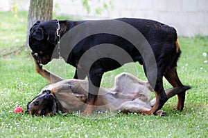 Malinois and rottweiler