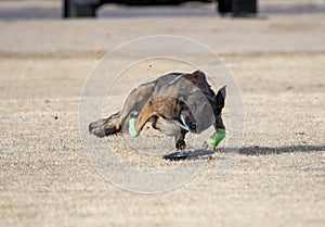 Malinois slipping on the grass before catching  a disc