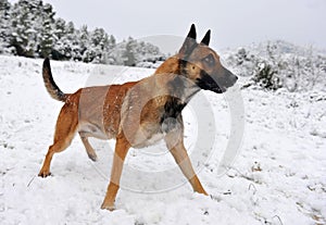 Malinois in the snow