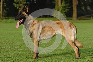 Malinois standing