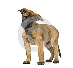 Malinois standing against white background