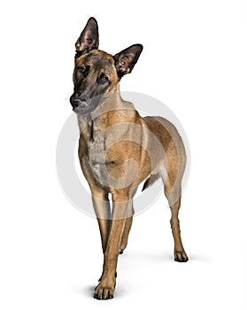 Malinois standing against white background