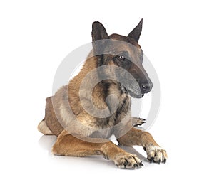 Malinois in studio