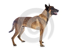 Malinois in studio