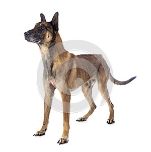 Malinois in studio