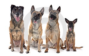 malinois in studio