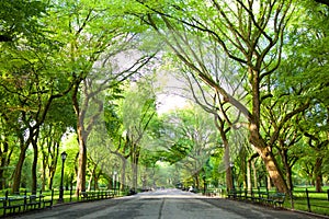 The Mall in Central Park