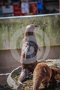 Mall-clawed Otter