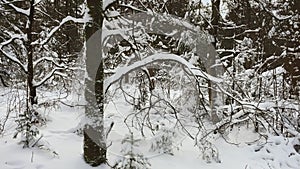 Mall tree twigs covered with snow in a winter forest
