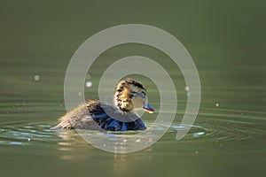 mallad duckling alone on pond