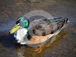 Mallard