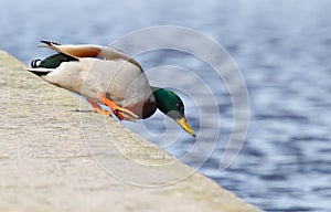 Mallard