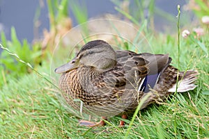 Mallard