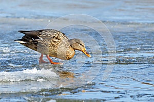 Mallard