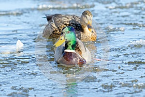 Mallard