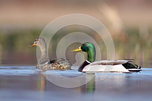 Mallard