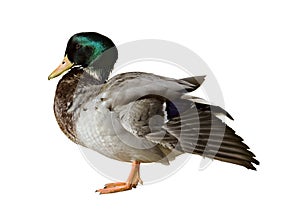 Mallard