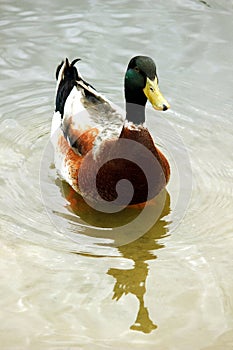 Mallard