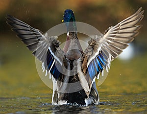 Mallard